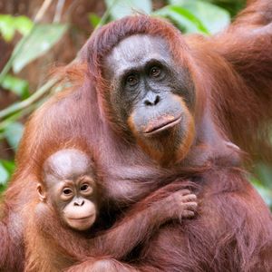 Image post by @animalplanet on Instagram