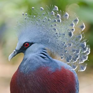 Image post by @animalplanet on Instagram