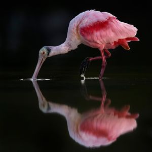 Image post by @discovery on Instagram