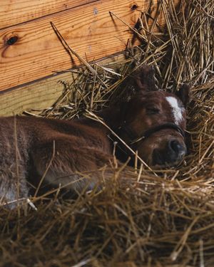 Image post by @spendthriftfarm on Instagram