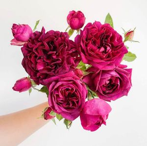Image post by @bonita_flowers on Instagram