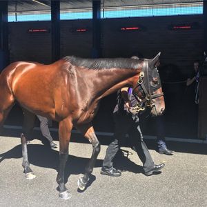 Image post by @australianturfclub on Instagram