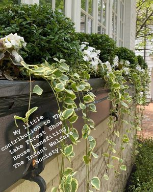 Image post by @lfshowhouse on Instagram