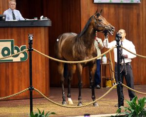 Image post by @thebloodhorse on Instagram