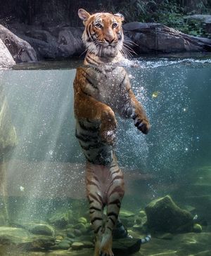 Image post by @animalplanet on Instagram