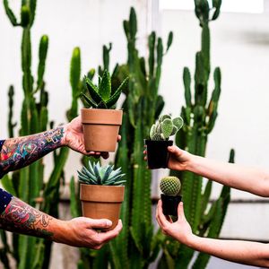 Image post by @shopbachmans on Instagram