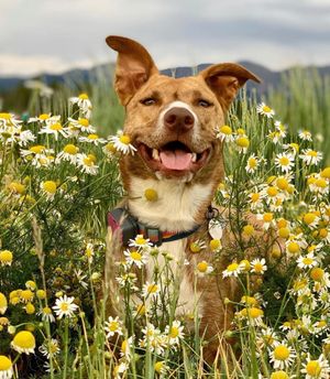 Image post by @triumphpetfood on Instagram