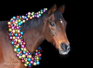 Image post by @thoroughbred_daily_news on Instagram