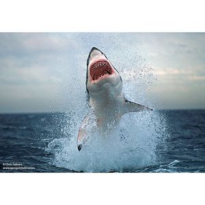 Image post by @discovery on Instagram