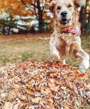 Image post by @evolvepetfood on Instagram