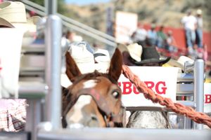 Image post by @ellensburgrodeo on Instagram