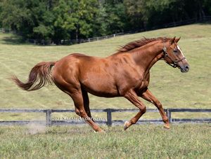 Image post by @thoroughbred_daily_news on Instagram