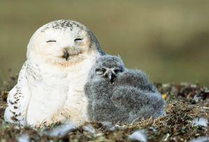 Image post by @AnimalPlanet on Twitter