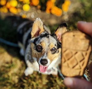 Image post by @evolvepetfood on Instagram