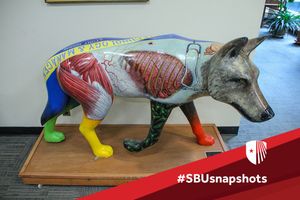 Image post by @stonybrooku on Instagram