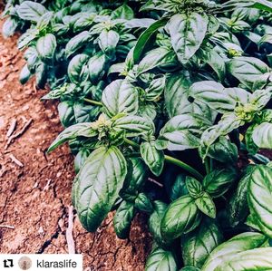 Image post by @barilla on Instagram