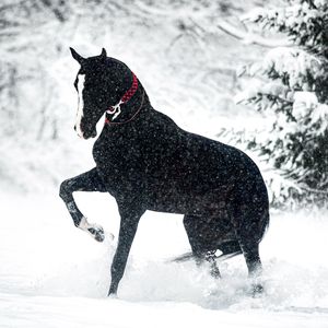 Image post by @AnimalPlanet on Twitter