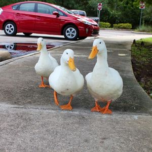 Image post by @stjohnscountylibrary on Instagram