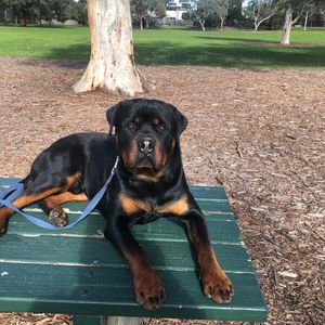 Image post by @bestforpetsmelb on Instagram
