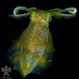 Image post by @discovery on Instagram