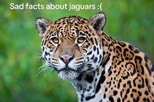 Image post by @jaguars on TikTok