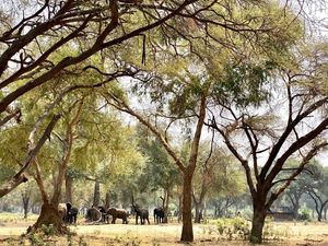 Image post by @chiawasafaris on Instagram