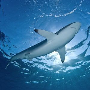 Image post by @discovery on Instagram
