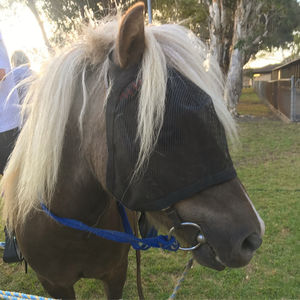 Image post by @australianturfclub on Instagram