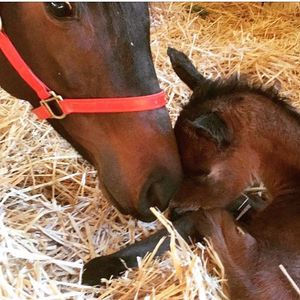 Image post by @australianturfclub on Instagram