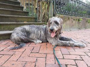 Image post by @thesavannahwolfhound on Instagram