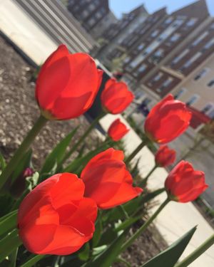 Image post by @shippensburgu on Instagram