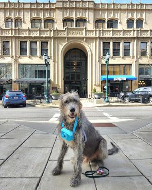 Image post by @thesavannahwolfhound on Instagram