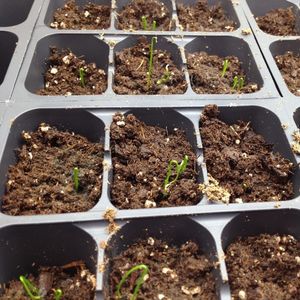 Image post by @kidsgardening on Instagram