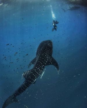 Image post by @reddigitalcinema on Instagram