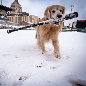 Image post by @rocredwings on Instagram