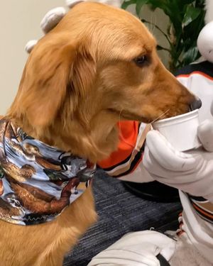 Image post by @anaheimducksfoundation on Instagram