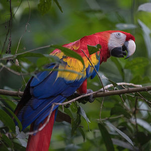 Image post by @animalplanet on Instagram