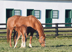 Image post by @spendthriftfarm on Instagram