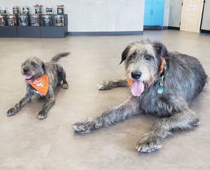 Image post by @thesavannahwolfhound on Instagram