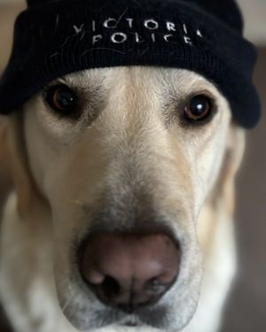 Image post by @victoriapolice on Instagram