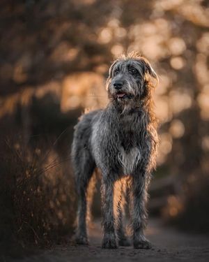 Image post by @thesavannahwolfhound on Instagram