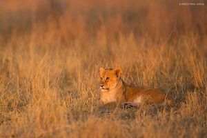 Image post by @lions on Instagram