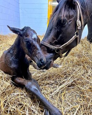 Image post by @breederscup on Instagram