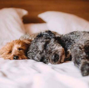 Image post by @evolvepetfood on Instagram