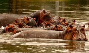 Image post by @chiawasafaris on Instagram