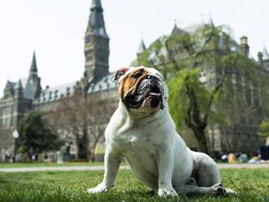 Image post by @gujackbulldog on Instagram