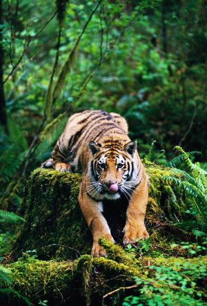 Image post by @Discovery on Twitter