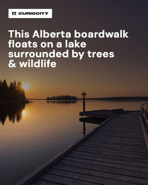 Image post by @curiocitycalgary on Instagram