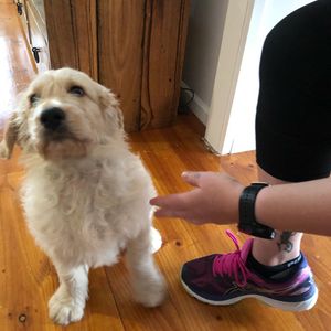 Image post by @bestforpetsmelb on Instagram