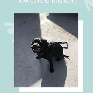 Image post by @bestforpetsmelb on Instagram